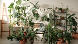 Read more about the article 10 Most Typical Indoor Plants: A Beginner’s Guide to Easy Houseplants